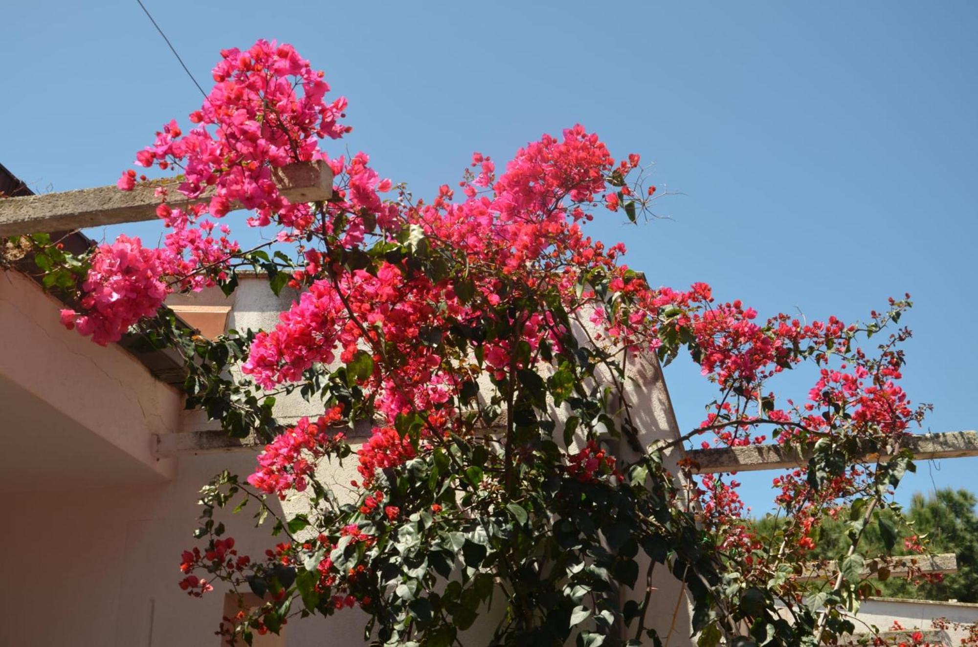 Villa Teti - Sicilia Campofelice Di Roccella Ngoại thất bức ảnh